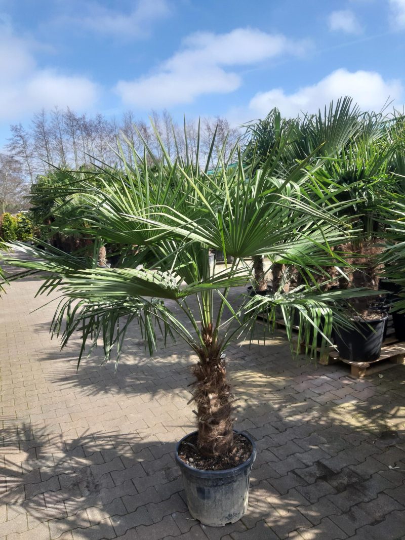 Kleine Trachycarpus Fortunei (Chinese Waaierpalm). Winterharde palmboom met stamhoogte 50 cm.