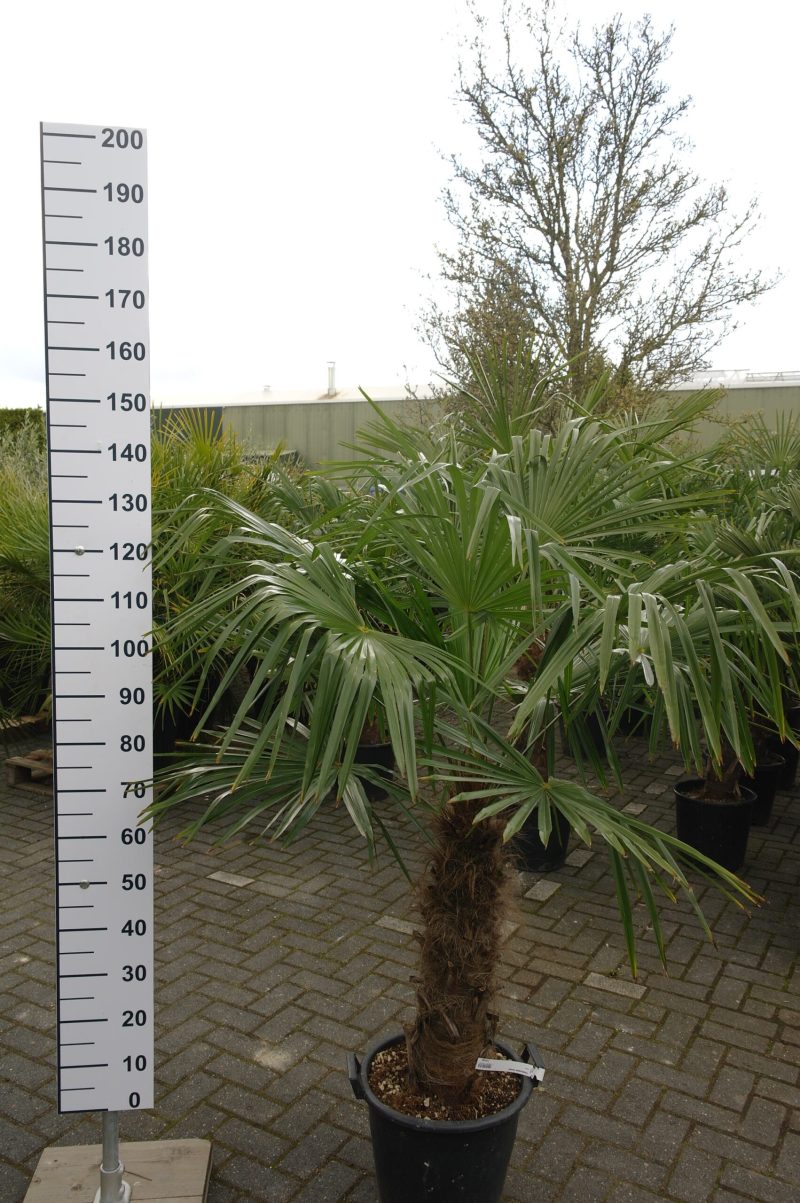 Palmboom Trachycarpus Fortunei (stam 40-50 cm) - Afbeelding 3