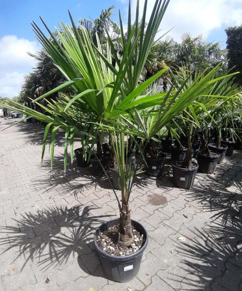 Palmboom Trachycarpus Fortunei (stam 20-30 cm)