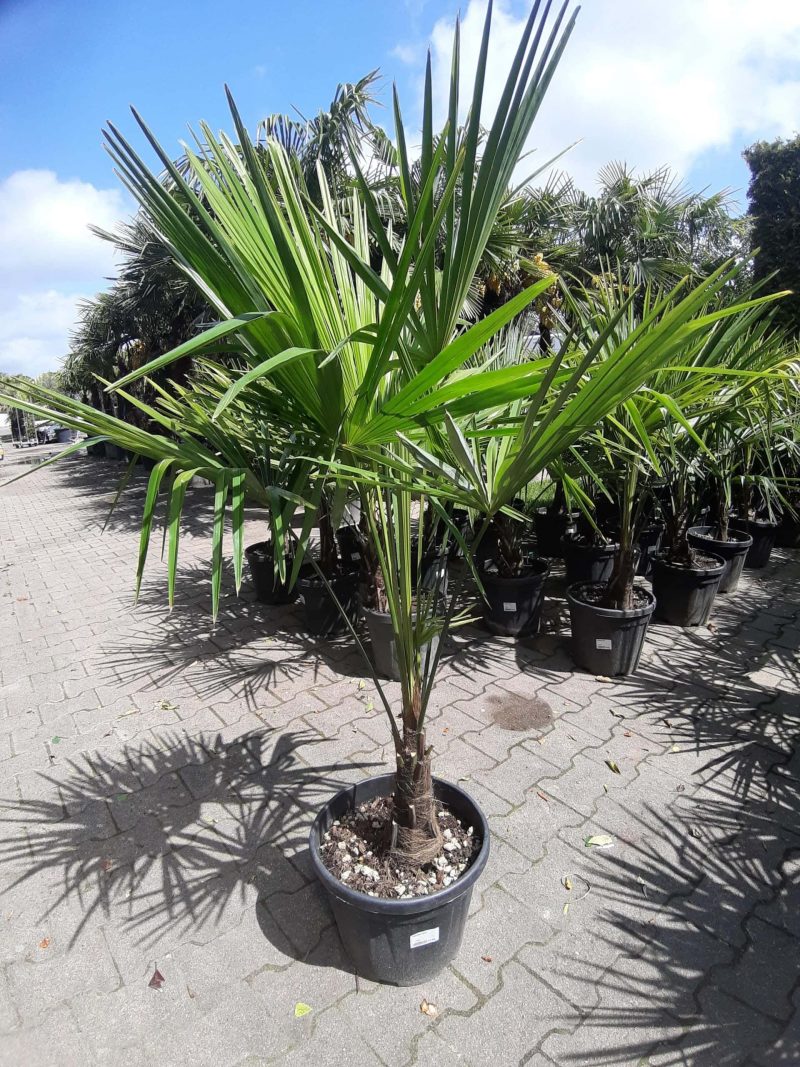 Palmboom Trachycarpus Fortunei (stam 20-30 cm)