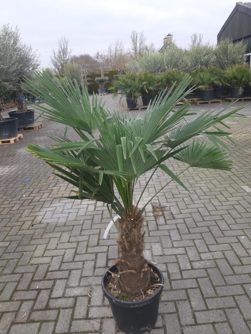 Palmboom Trachycarpus Fortunei (stam 50-60 cm)