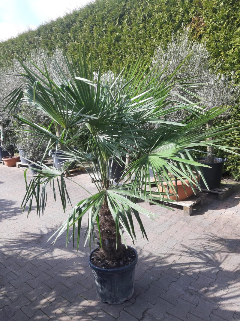 Palmboom Trachycarpus Fortunei (stam 40-50 cm) - Afbeelding 2