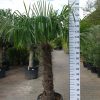 Trachycarpus Fortunei (Chinese Waaierpalm) stamhoogte 100-110cm.