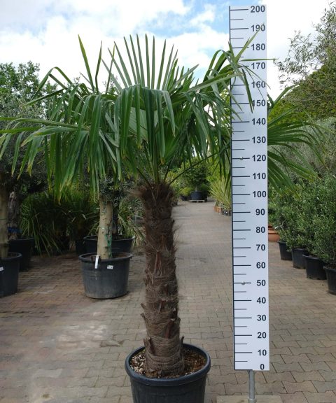 Trachycarpus Fortunei (Chinese Waaierpalm) stamhoogte 100-110cm.