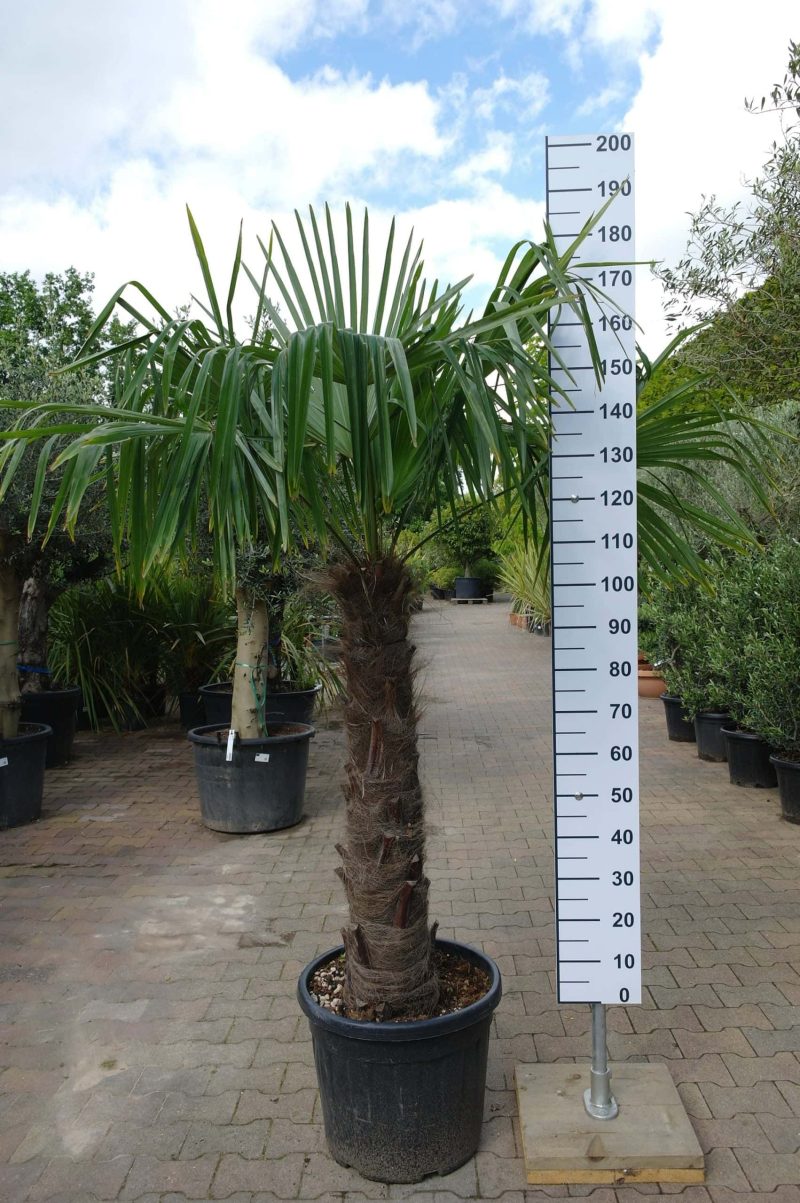 Trachycarpus Fortunei (Chinese Waaierpalm) stamhoogte 100-110cm.