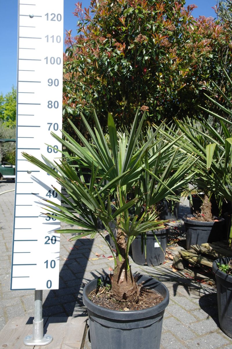 Palmboom Trachycarpus Fortunei 10-15 cm