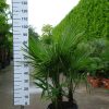 Meerstammige Trachycarpus Fortunei (Chinese Waaierpalm).