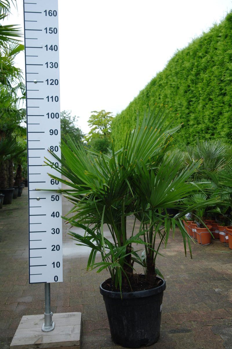 Meerstammige Trachycarpus Fortunei (Chinese Waaierpalm).