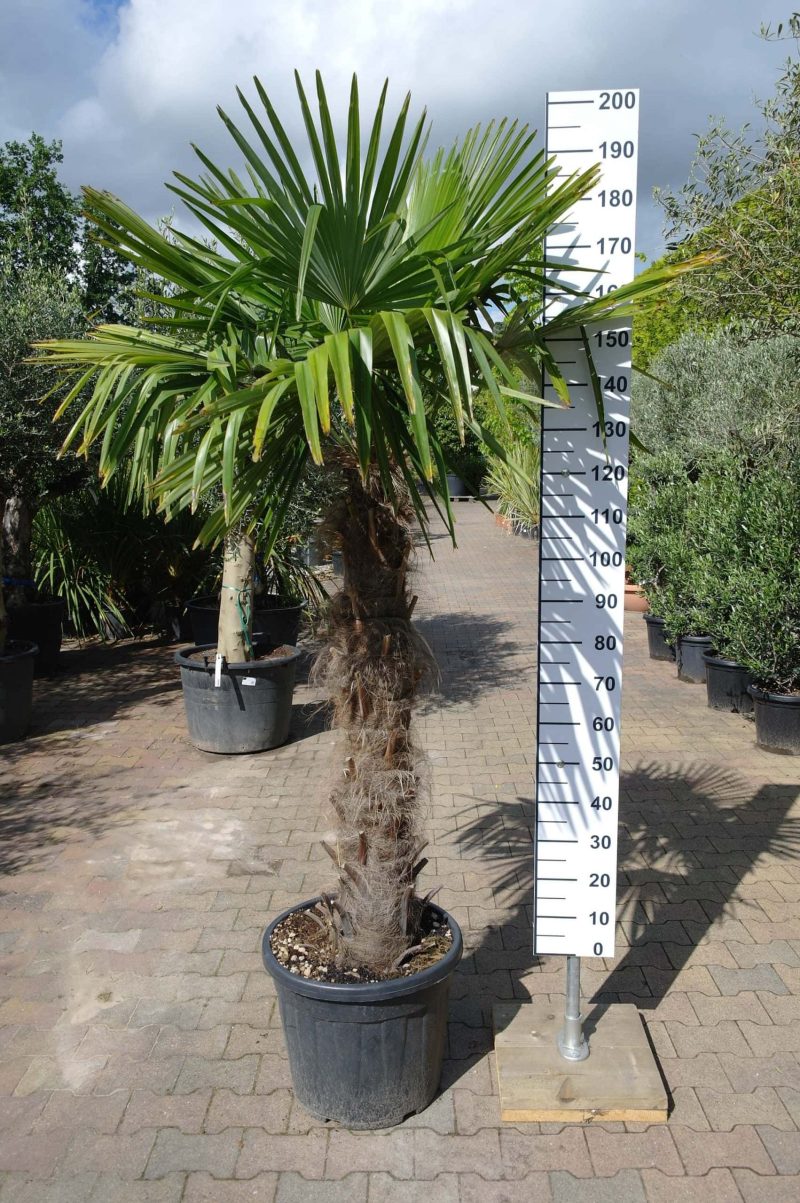 Palmboom Trachycarpus Fortunei (stam 110-120 cm) - Afbeelding 2
