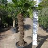 winterharde Trachycarpus Fortunei (Chinese Waaierpalm). Stamhoogte 120-130 centimeter.