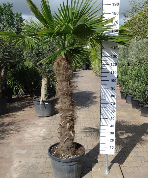 winterharde Trachycarpus Fortunei (Chinese Waaierpalm). Stamhoogte 120-130 centimeter.