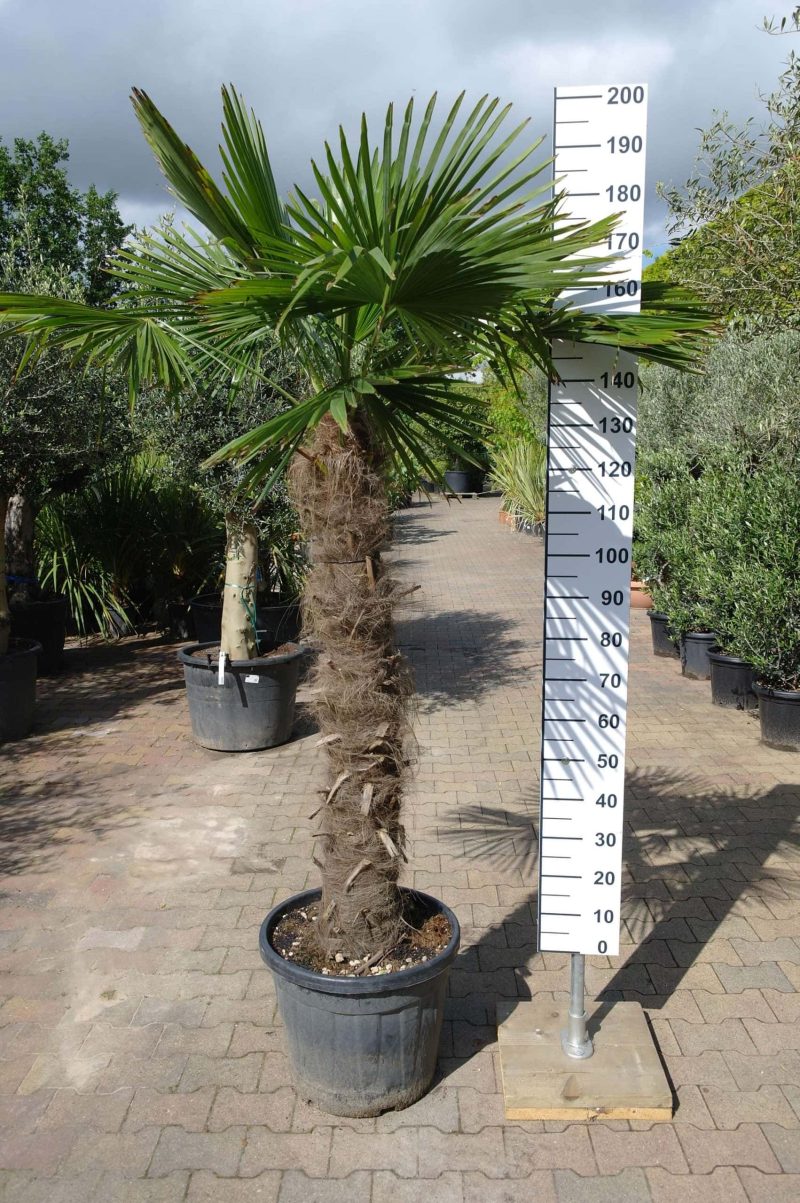 winterharde Trachycarpus Fortunei (Chinese Waaierpalm). Stamhoogte 120-130 centimeter.