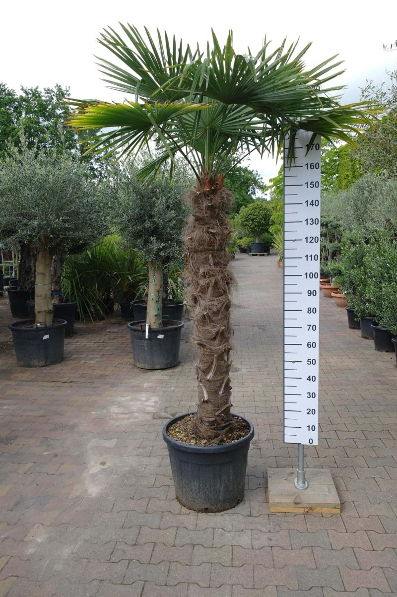 Palmboom Trachycarpus Fortunei (stam 130-140 cm) - Afbeelding 2