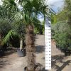 Grote Trachycarpus Fortunei (Chinese Waaierpalm). Palmboom met stamhoogte 140-150 cm.