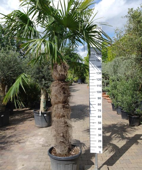 Grote Trachycarpus Fortunei (Chinese Waaierpalm). Palmboom met stamhoogte 140-150 cm.
