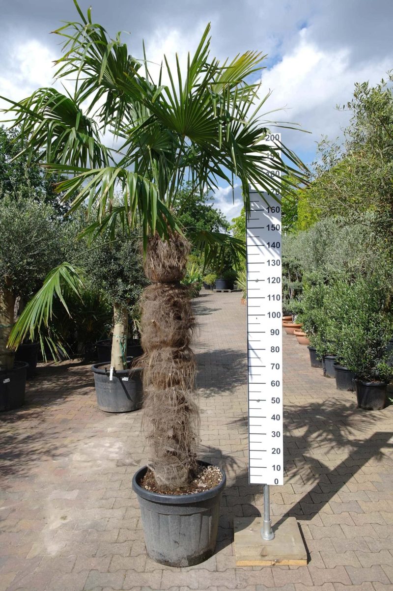 Grote Trachycarpus Fortunei (Chinese Waaierpalm). Palmboom met stamhoogte 140-150 cm.