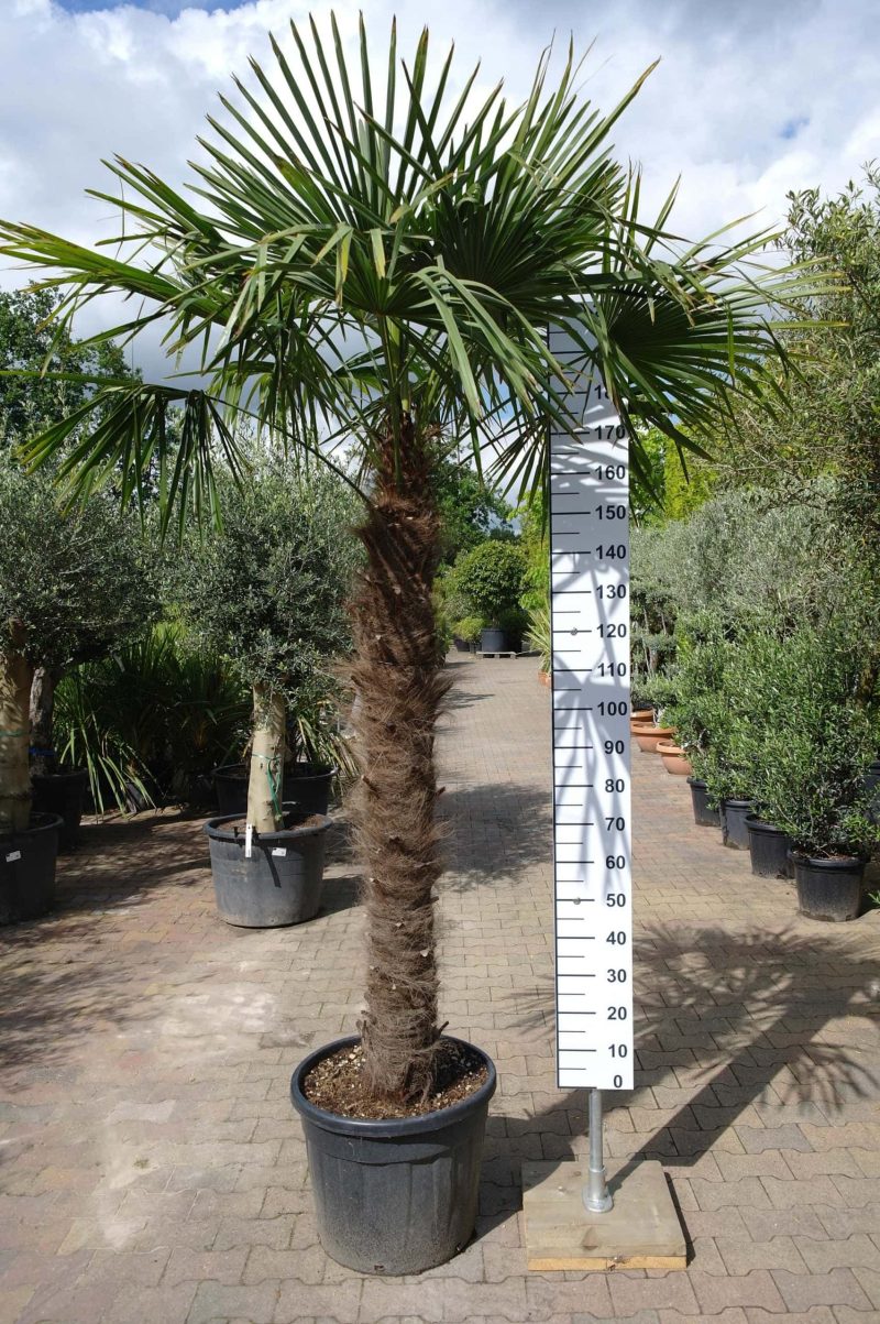Palmboom Trachycarpus Fortunei (stam 150-160 cm) - Afbeelding 2