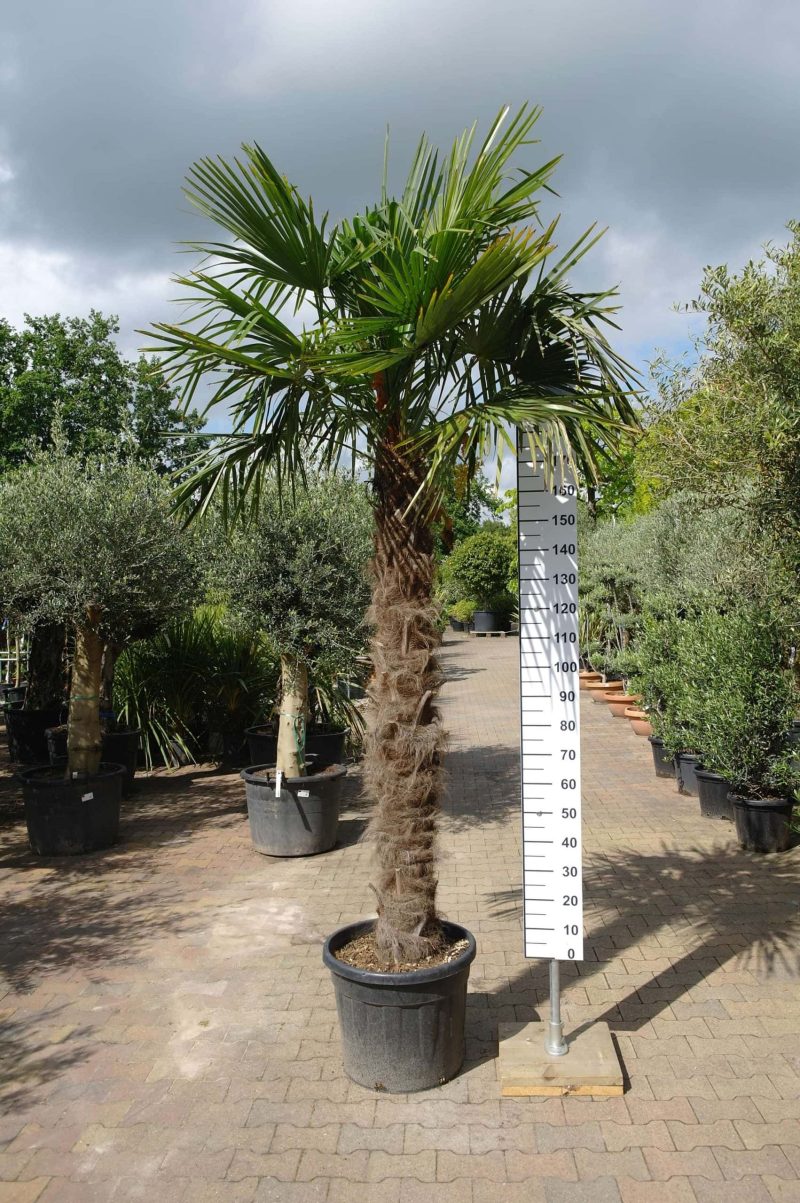 Palmboom Trachycarpus Fortunei (stam 160 - 170 cm) - Afbeelding 2