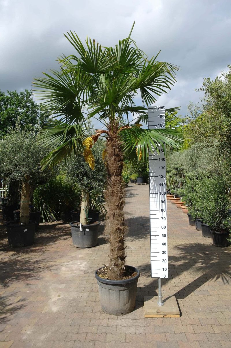Palmboom Trachycarpus Fortunei (stam 170 - 180 cm)
