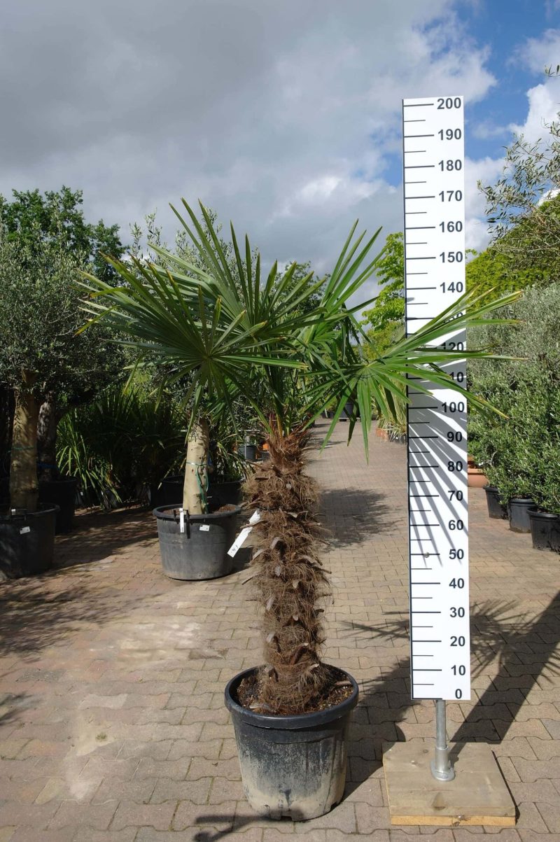 Palmboom Trachycarpus Fortunei (stam 80 - 90 cm) - Afbeelding 2