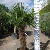 Trachycarpus Fortunei (Chinese Waaierpalm) met stamhoogte van 90-100 cm.