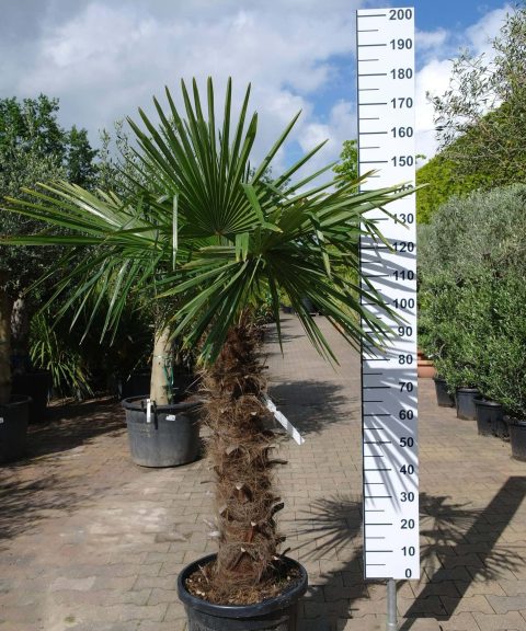 Trachycarpus Fortunei (Chinese Waaierpalm) met stamhoogte van 90-100 cm.