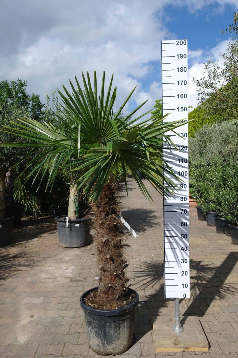 Trachycarpus Fortunei (Chinese Waaierpalm) met stamhoogte van 90-100 cm.