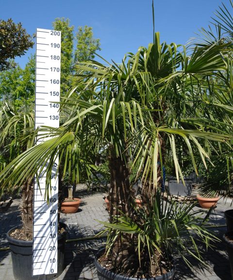 Palmboom Trachycarpus Fortunei multistam
