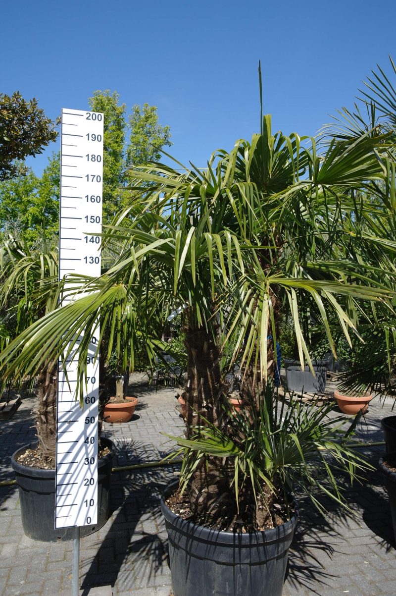 Palmboom Trachycarpus Fortunei multistam