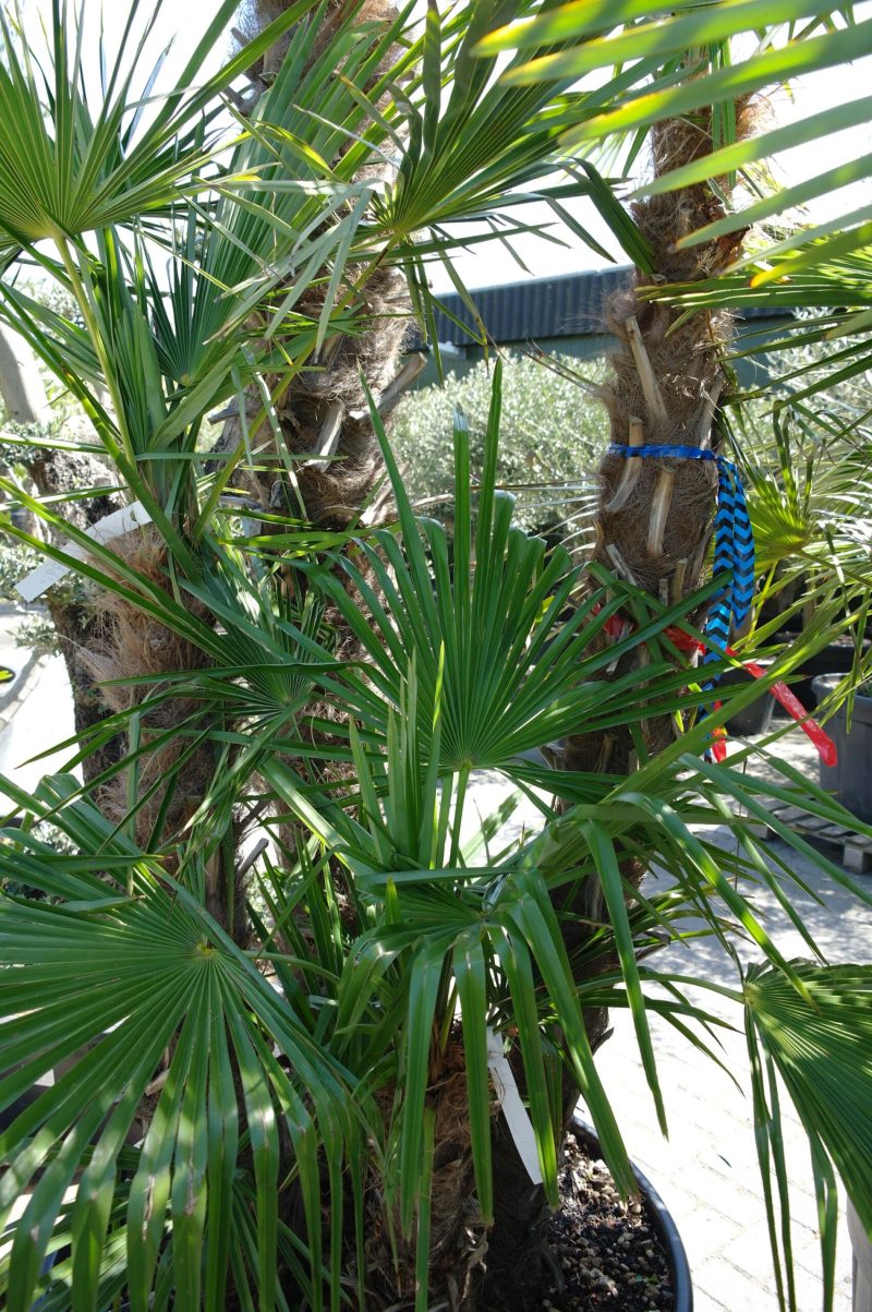 Palmboom Trachycarpus Fortunei multistam - Afbeelding 2