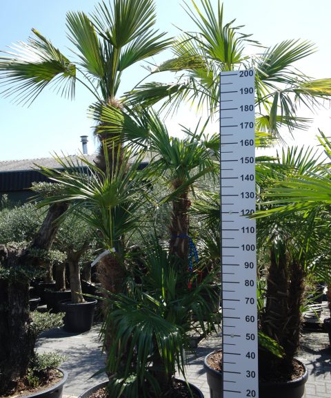 Palmboom Trachycarpus Fortunei multistam