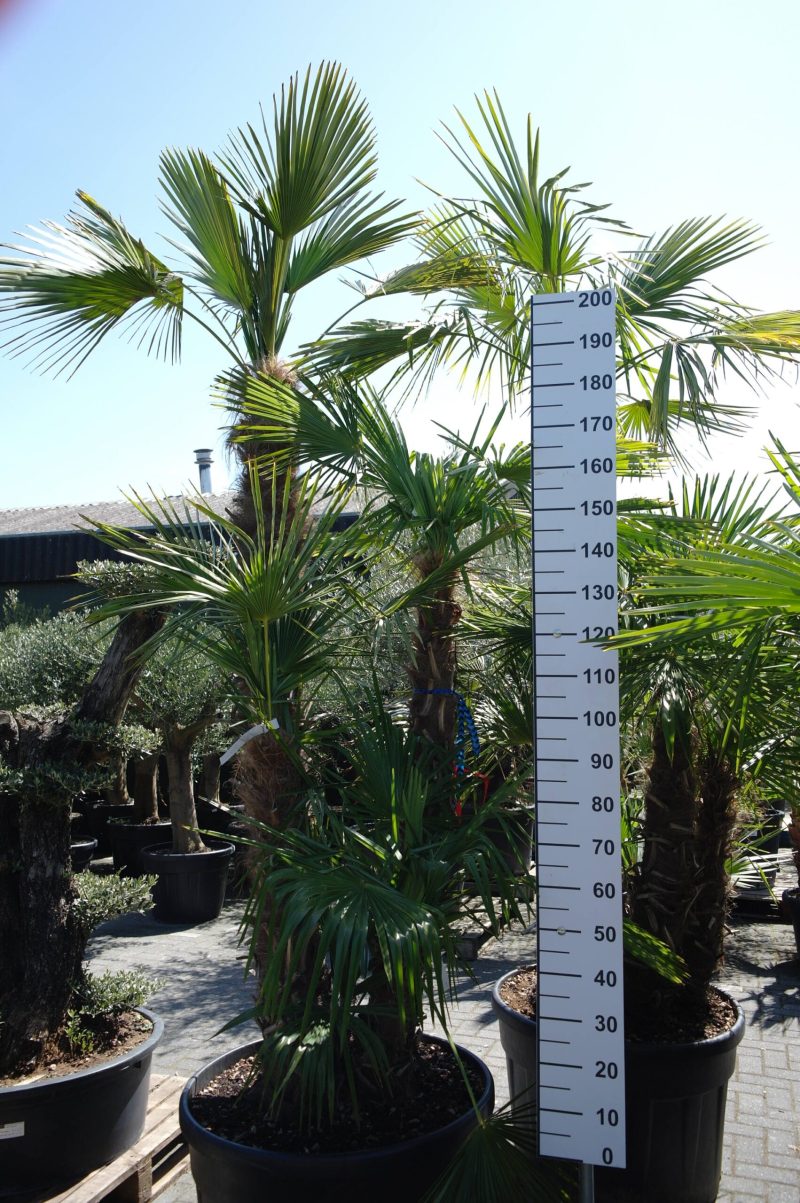 Palmboom Trachycarpus Fortunei multistam