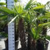 Palmboom Trachycarpus Fortunei multistam