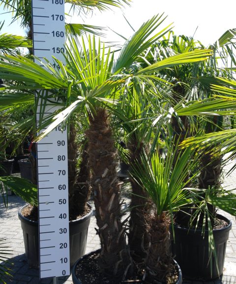 Palmboom Trachycarpus Fortunei multistam