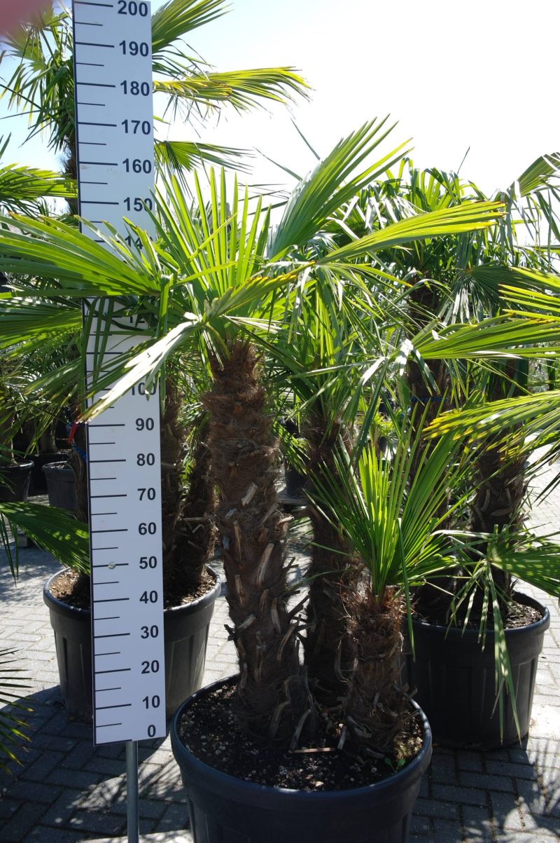 Palmboom Trachycarpus Fortunei multistam
