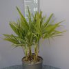 Palmboom Trachycarpus Fortunei multistam
