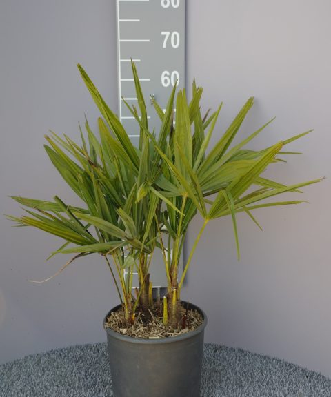 Palmboom Trachycarpus Fortunei multistam