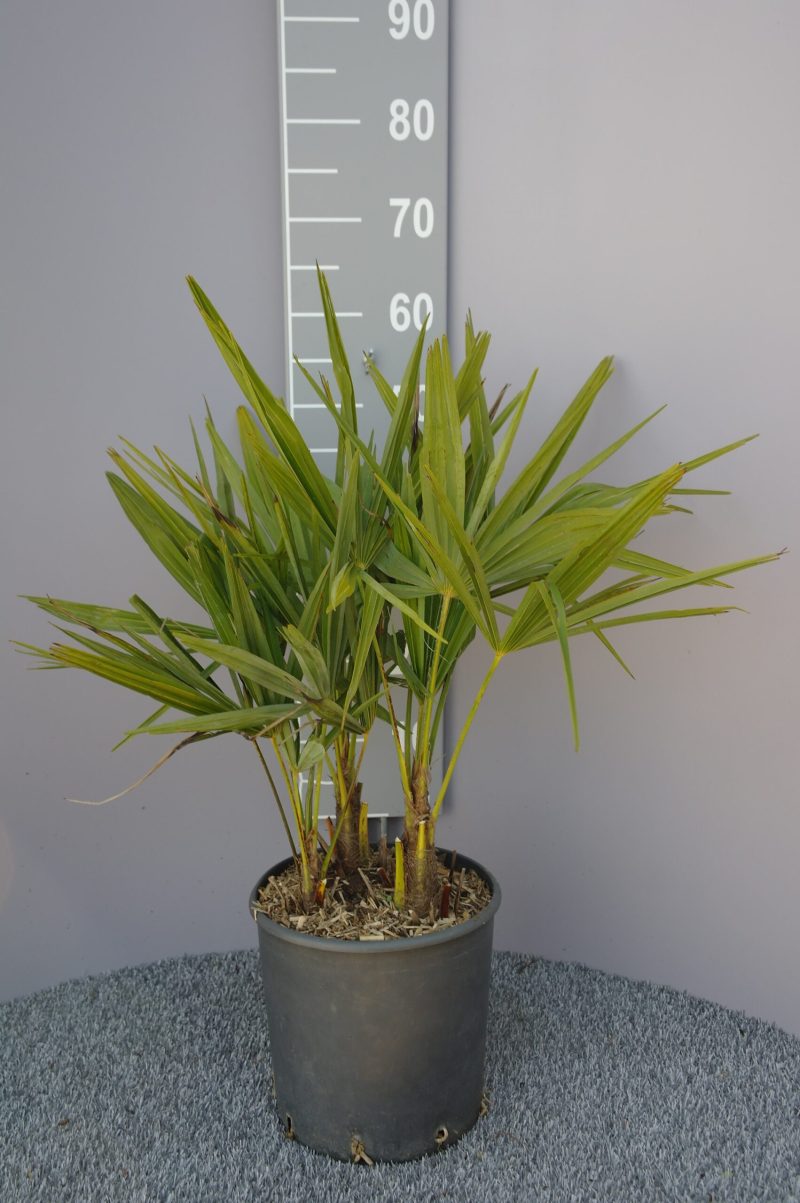 Palmboom Trachycarpus Fortunei multistam