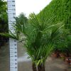 Multistam Trachycarpus Fortunei (Chinese Waaierpalm). Palmboom hoogte 160 cm.