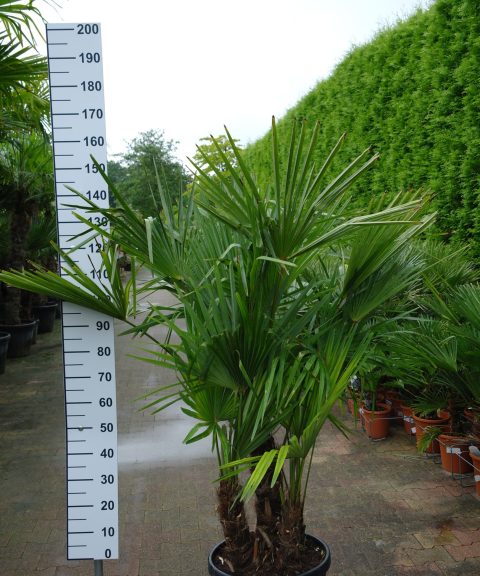 Multistam Trachycarpus Fortunei (Chinese Waaierpalm). Palmboom hoogte 160 cm.