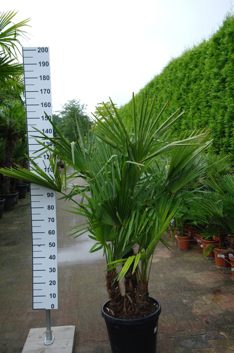Multistam Trachycarpus Fortunei (Chinese Waaierpalm). Palmboom hoogte 160 cm.