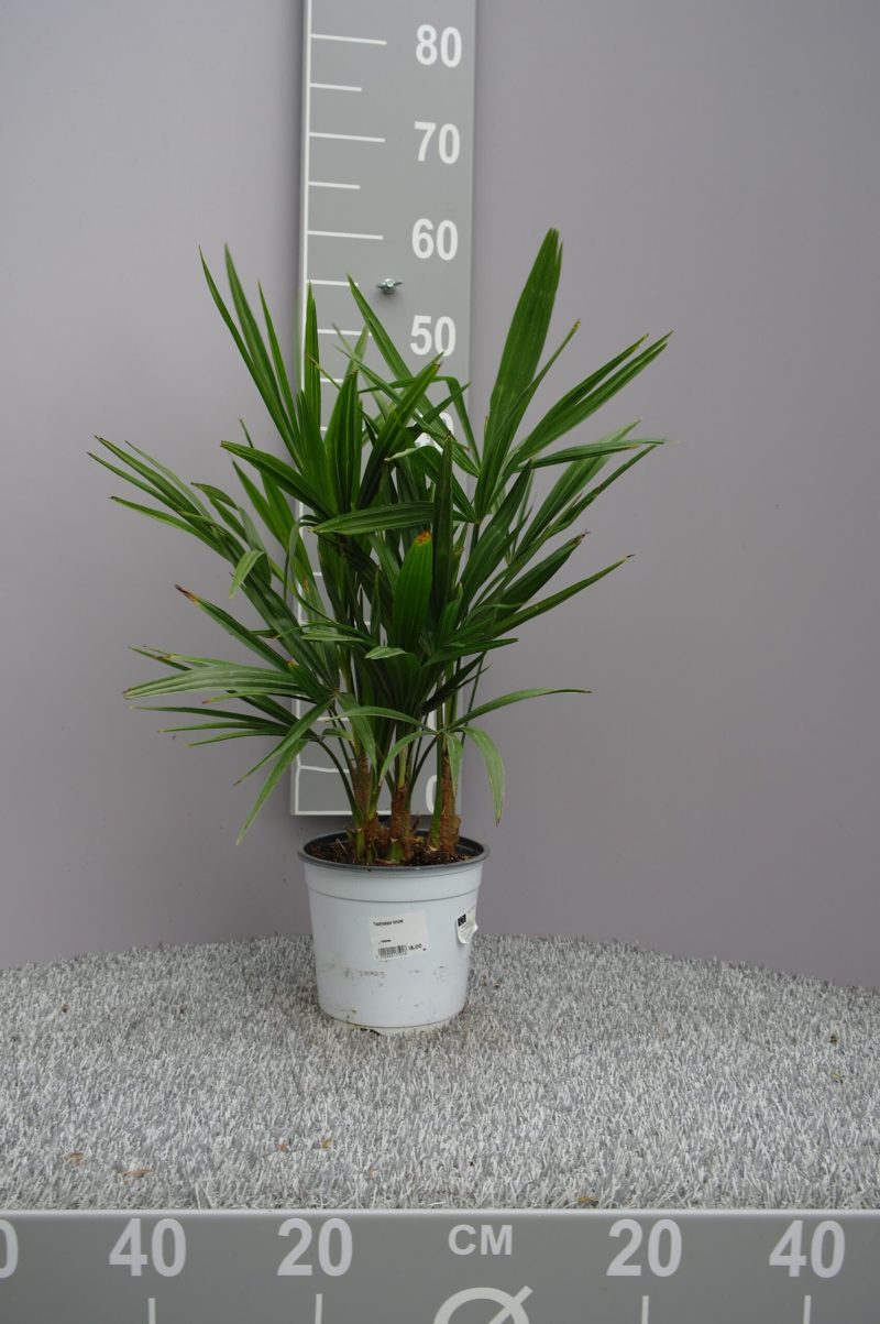 Palmboom Trachycarpus Fortunei multistam