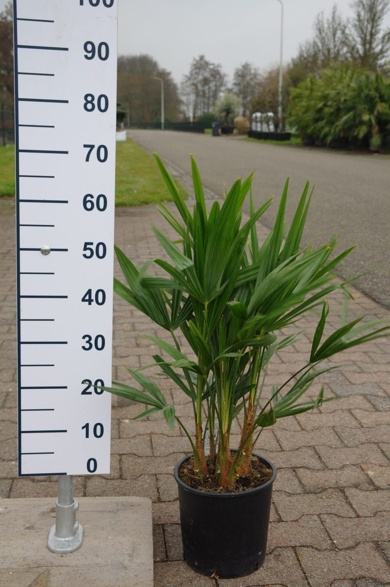 Palmboom Trachycarpus Fortunei multistam