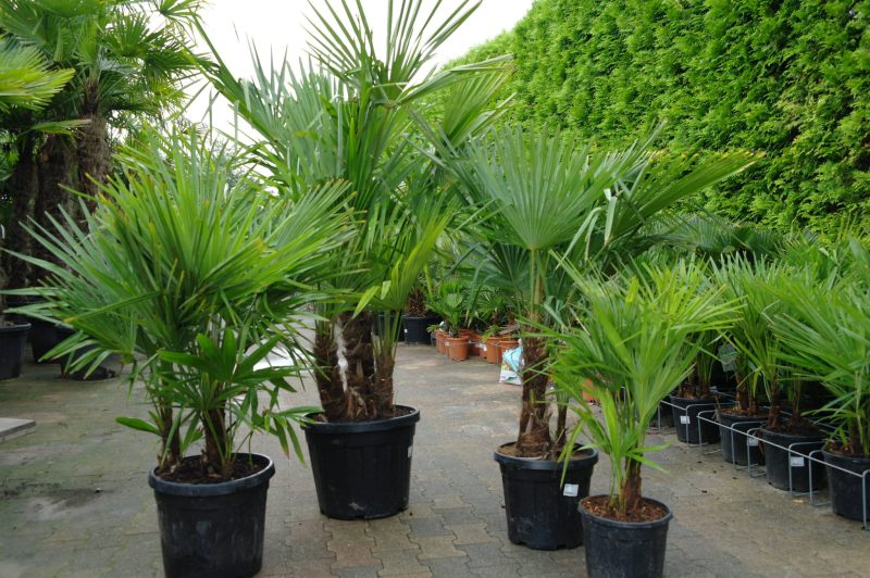 Palmboom Trachycarpus Fortunei multistam - Afbeelding 2