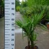 Kleine meerstammige Trachycarpus Fortunei (Chinese Waaierpalm) palmboom.