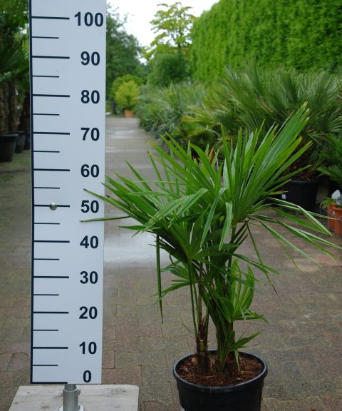 Kleine meerstammige Trachycarpus Fortunei (Chinese Waaierpalm) palmboom.
