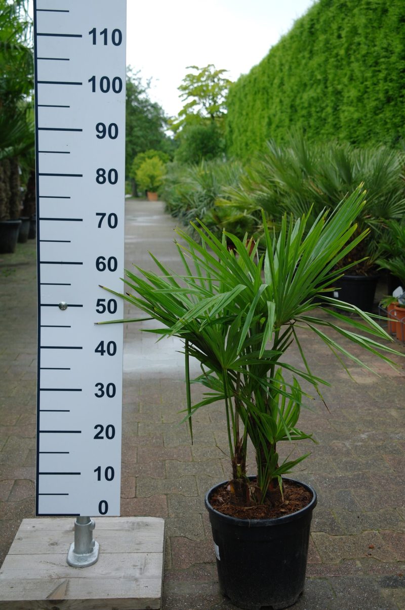Kleine meerstammige Trachycarpus Fortunei (Chinese Waaierpalm) palmboom.