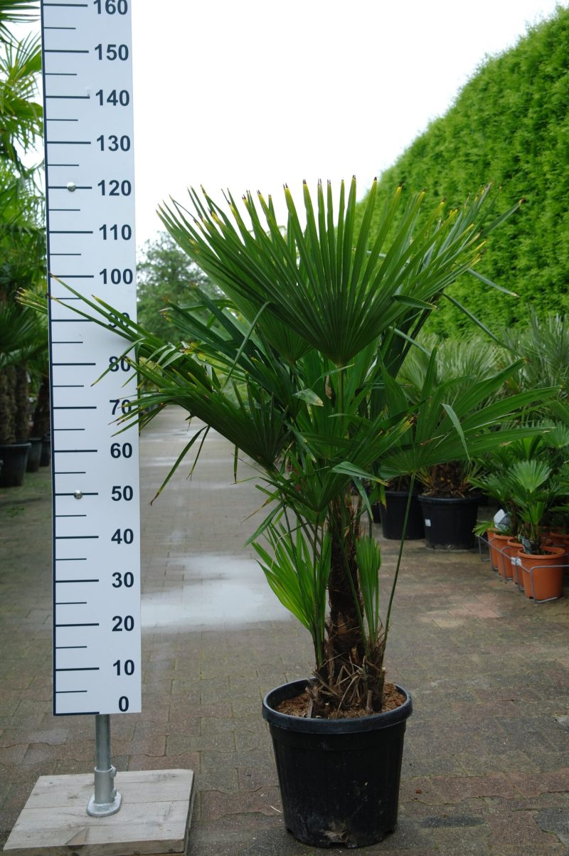 Palmboom Trachycarpus Fortunei multistam