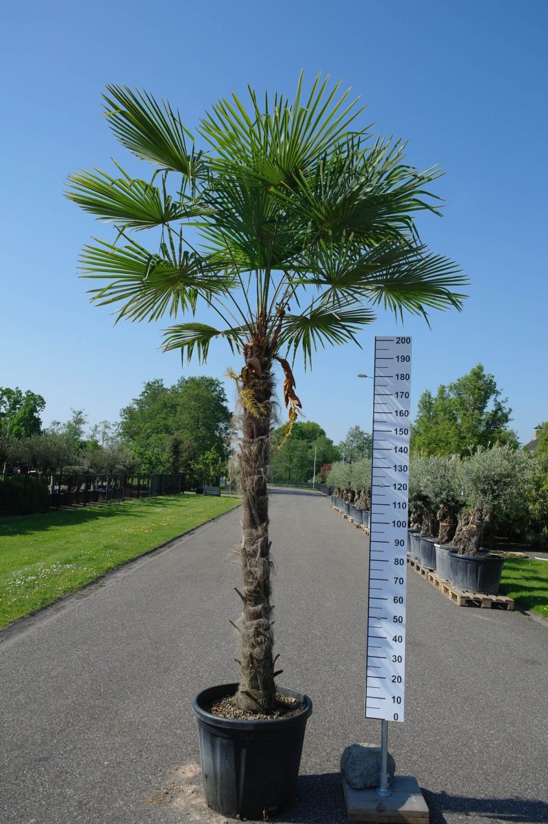 Palmboom Trachycarpus Fortunei (stam 190-200 cm)