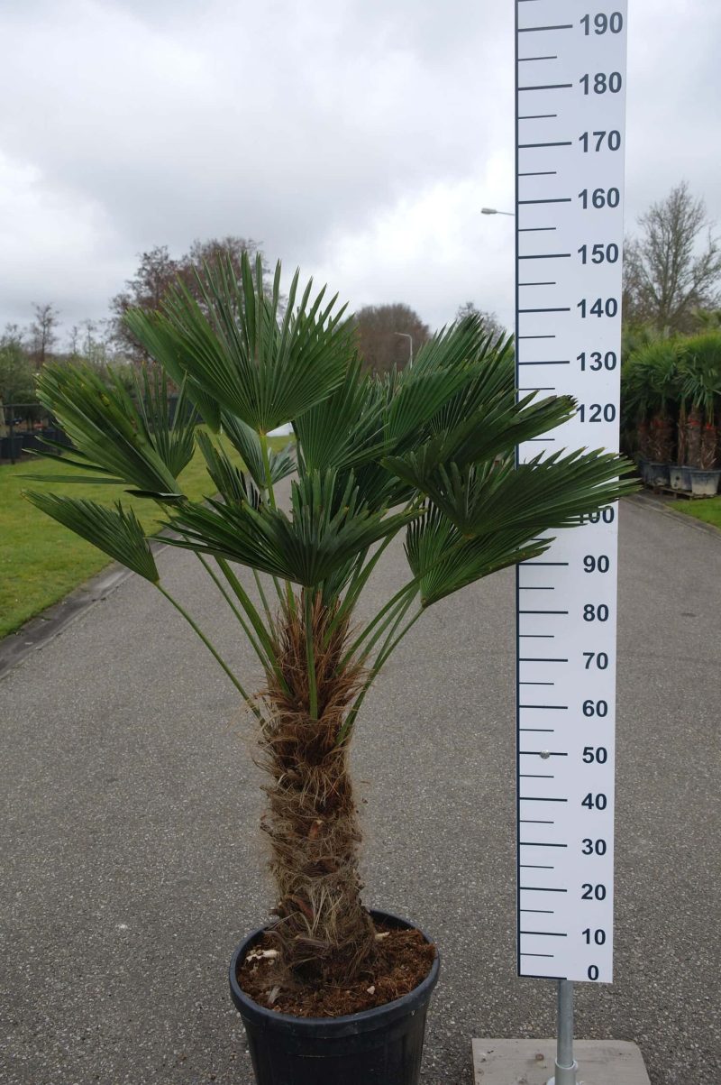 Trachycarpus Wagnerianus vers gepot